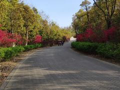 -上海海湾国家森林公园