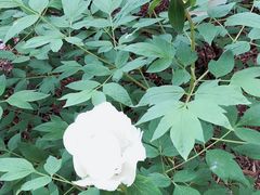 -盛世牡丹苑生态文化旅游区