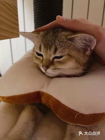 作为一个猫奴，每次逛到宠物店都会忍不住多看一眼