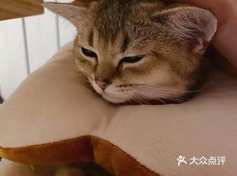 作为一个猫奴，每次逛到宠物店都会忍不住多看一眼