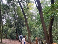 -南宁良凤江国家森林公园