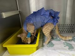 -美联众合动物医院·24h转诊中心