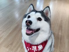 -Husky Go! 哈士奇体验馆·宠物咖啡厅狗咖
