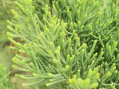 -汉景帝阳陵博物院