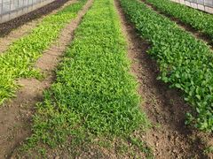 -上膳源有机农场