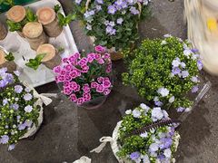 -循礼门鲜花花市(武汉循礼门店)