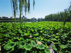 -莲花池公园