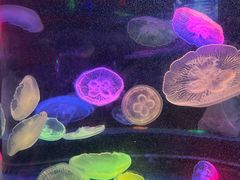 -太平洋海底世界