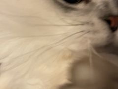 -猫大福·Fortune Cat猫舍(百子湾店)