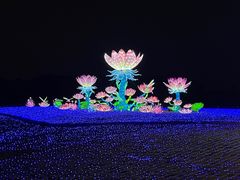 -空港花田景区