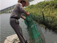 -阳澄湖大闸蟹·琼灵阁牌品牌连锁(吴中总店)