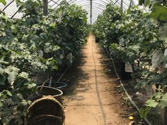 -马陆小张葡萄园农家乐