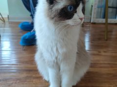 -这儿没有猫·猫咖萌宠馆·撸猫