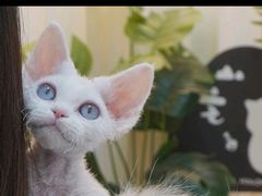 -山宅一喵德文卷毛猫舍
