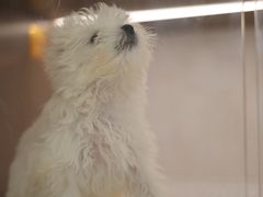 -翊宠yipet猫狗购宠庄园犬舍•猫舍