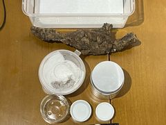 -酷以爬仙阁实体爬宠店·守宫·蜥蜴·专业繁育