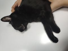 -奈斯宠物医院·核磁CT·异宠专科·内镜(中南店)