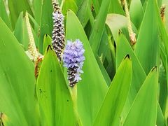 -花果园湿地公园