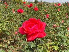 -石家庄市植物园