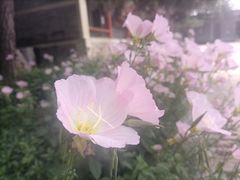 -北京鲁迅博物馆(北京新文化运动纪念馆鲁博馆区)