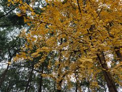 -桂湖森林公园