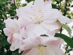 -海棠花溪(元大都城垣遗址公园)