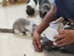 -袖虎宠物(锦绣生态园店)