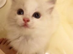 -Bastet sally猫舍购宠(静安店)
