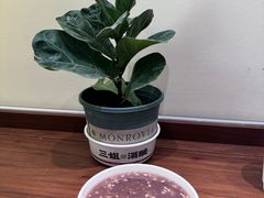 -科巷三姐酒酿(老门东店)