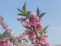 -河口景区
