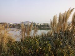-羊山湖公园