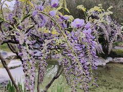 -上海吴淞炮台湾国家湿地公园