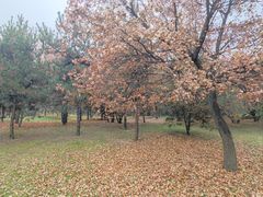 -森林公园(尖草坪区)