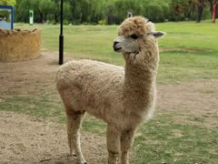 -常州淹城野生动物世界