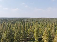 -黄海国家森林公园