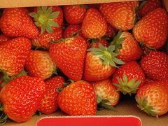 -小鱼草莓采摘园农家乐·小鱼餐厅