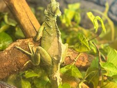 -上海大自然野生昆虫馆