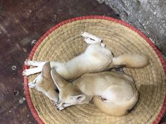 -灵玲国际马戏城