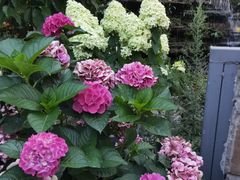 -凤来栖·净庭院·火锅(欧尚店)