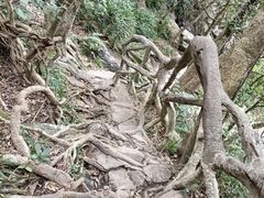 -梧桐山风景名胜区