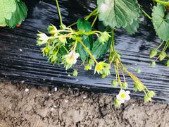 -青浦采草莓天天草莓园