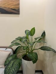 -北京米扬丽格医疗美容·联合丽格鼻整形中心