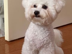 -翊宠yipet猫狗购宠庄园犬舍•猫舍