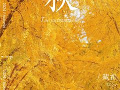 -三里屯东五街银杏大道
