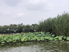-白洋淀景区