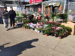 -中环花鸟鱼虫市场