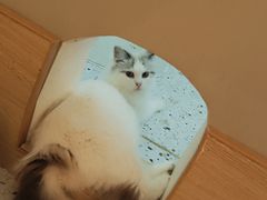 -猫域·湾主题猫咖·宠物吧(南坪城市广场店)