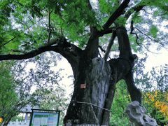 -大望京公园