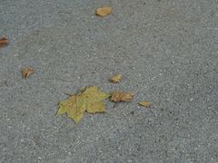-上海鲜花港