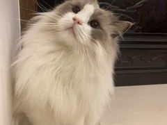 -东方名猫馆·英短金渐层布偶猫舍(环线广场1号楼店)